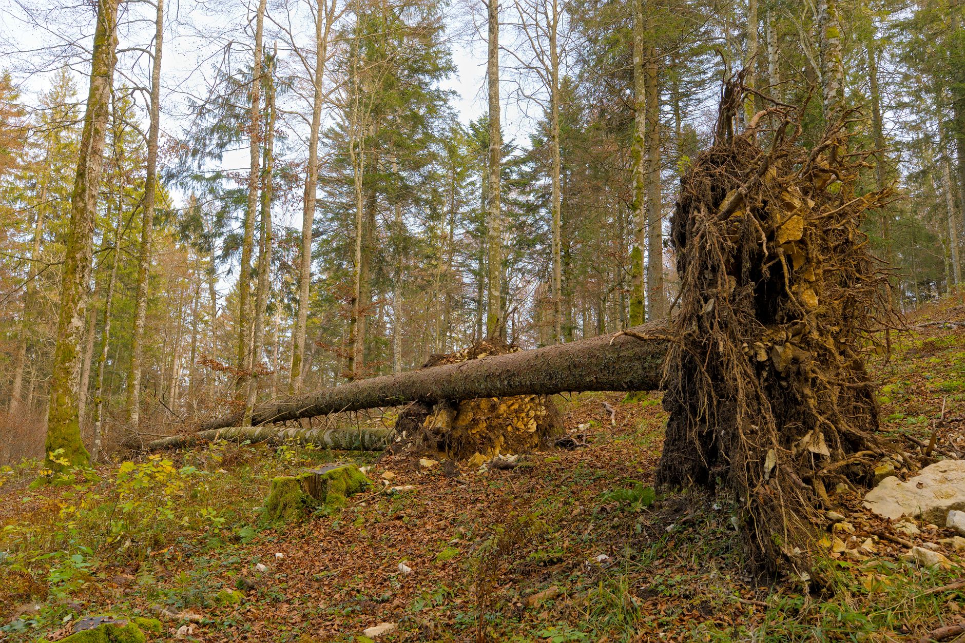 Enlèvement arbre urgence équipe à Lens